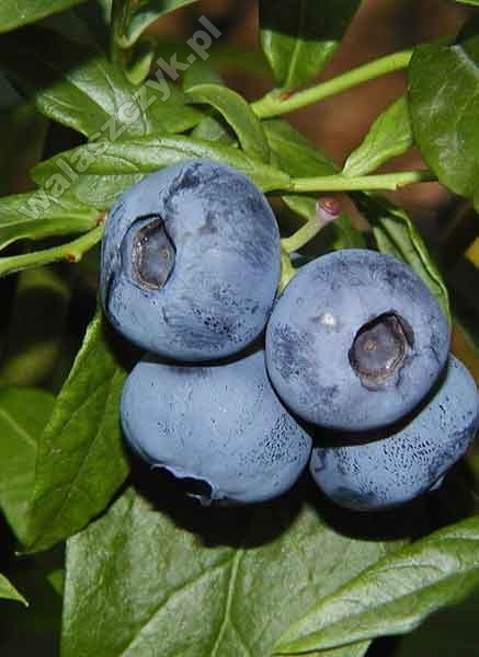 Vaccinium corymbosum L. W ODMIANACH