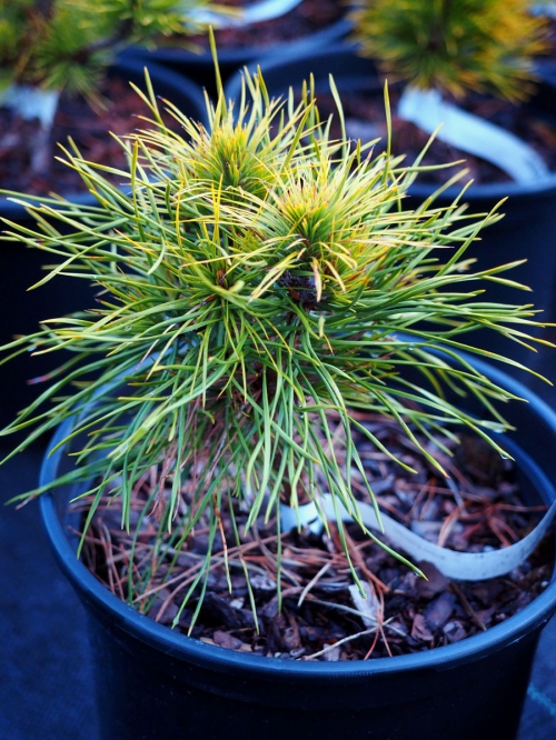 Pinus sylvestris 'Moseri'